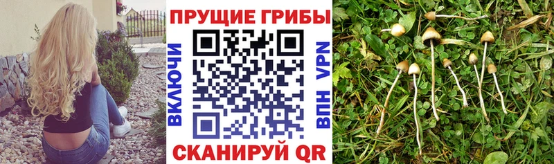 shop официальный сайт  omg как войти  Красный Холм  Псилоцибиновые грибы MAGIC MUSHROOMS 